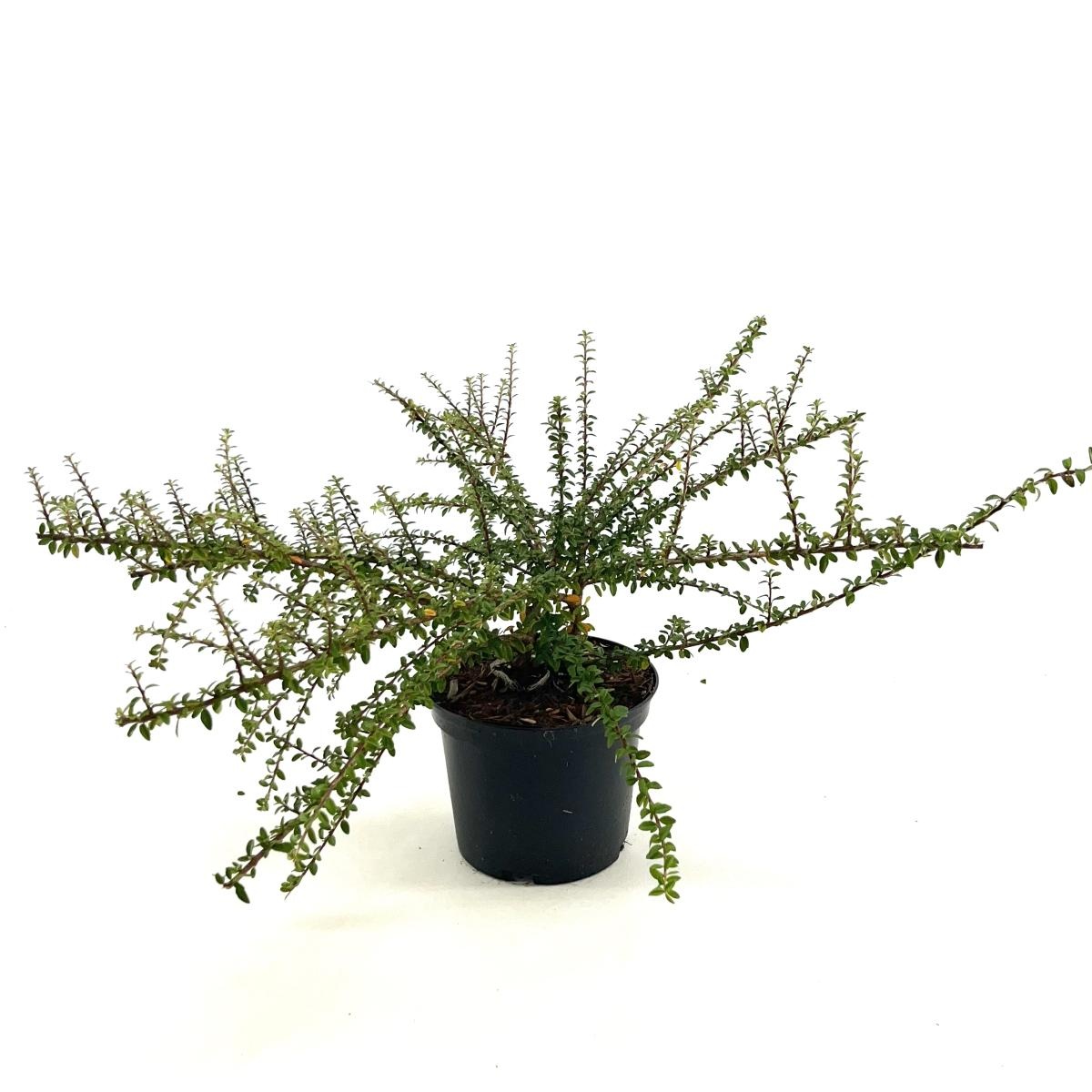 Cotoneaster conspicuus decorus, D 17