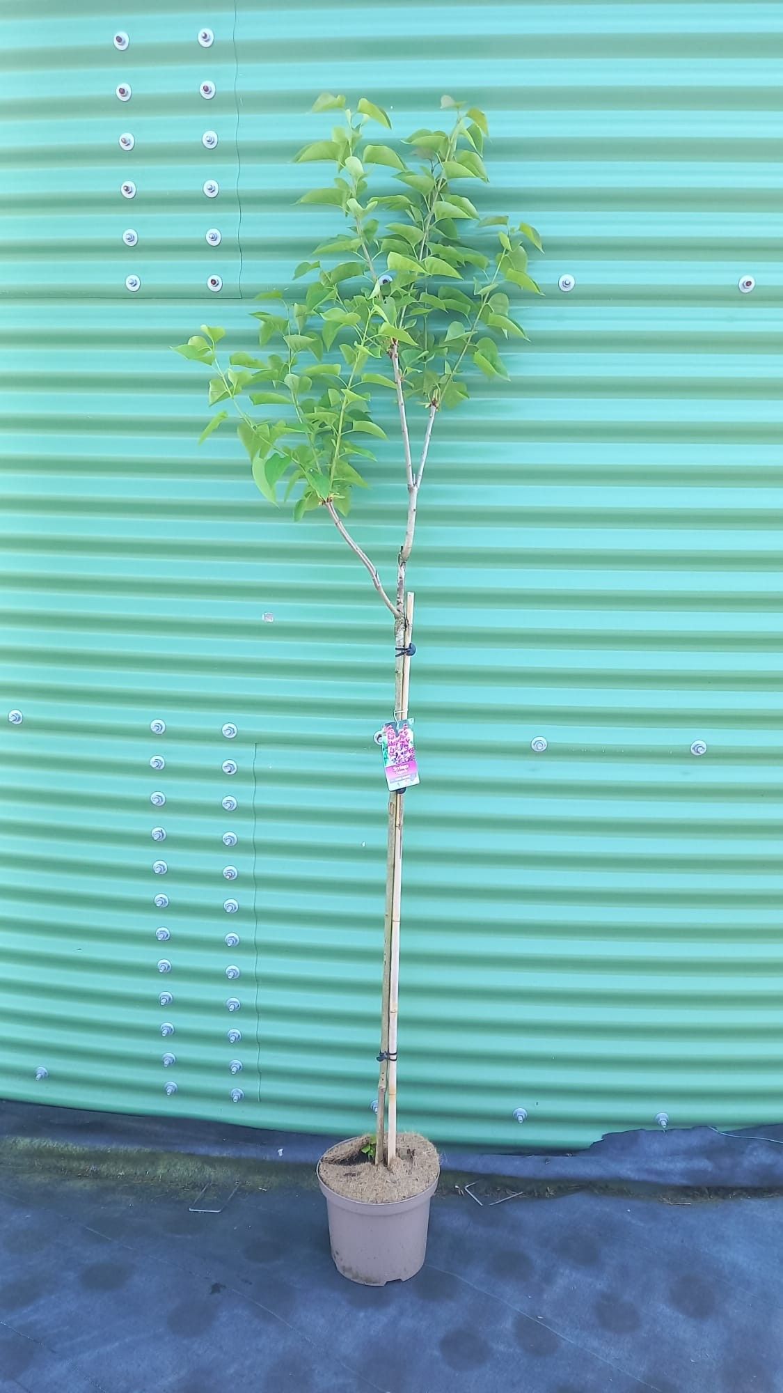 Syringa vulg. 'Michel Buchner' -- stam 100 cm, D 23