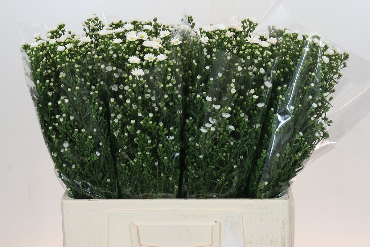 Астер Пакита 60, шт.