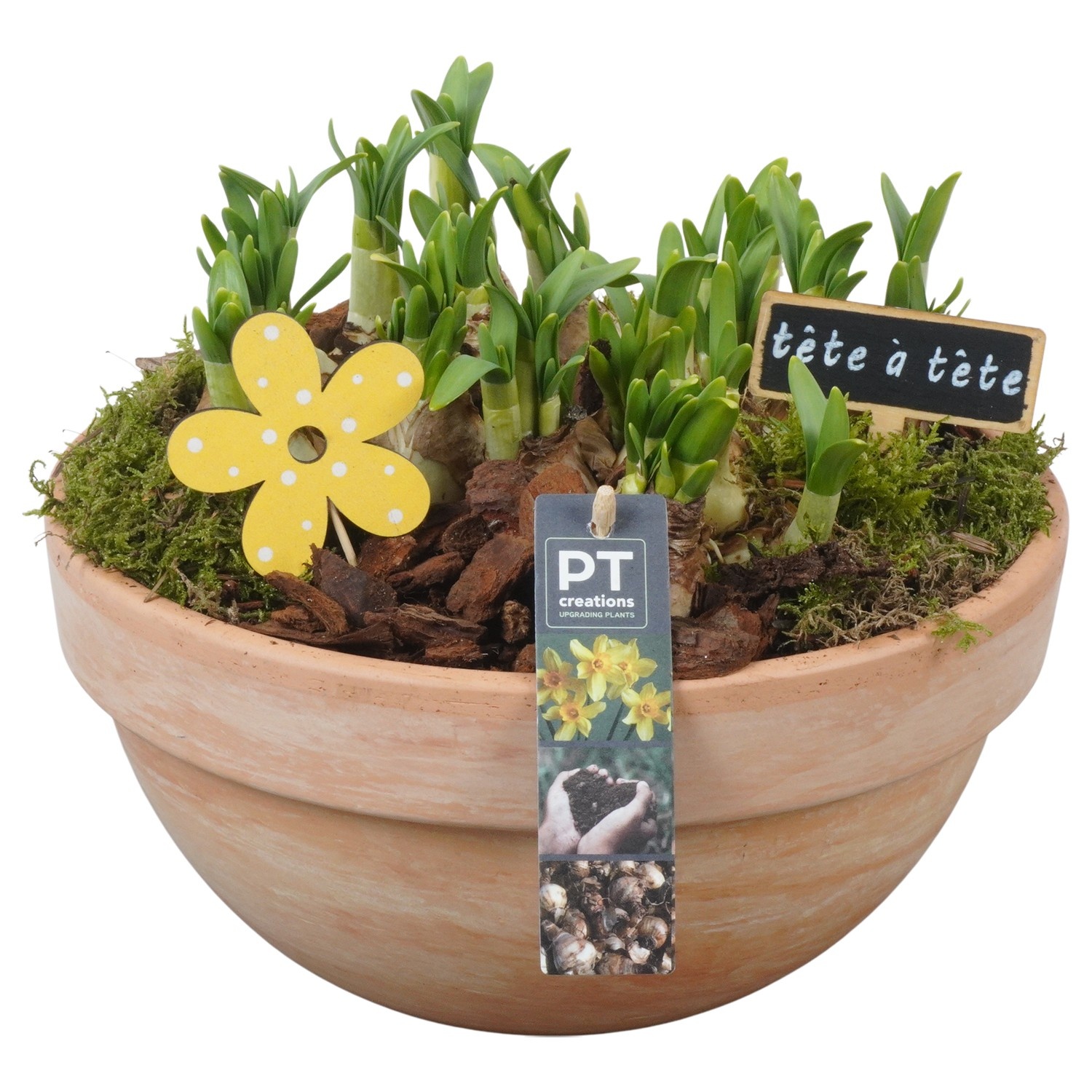 PTN8676 Arrangement Narcissus in terracotta schaal, D 26