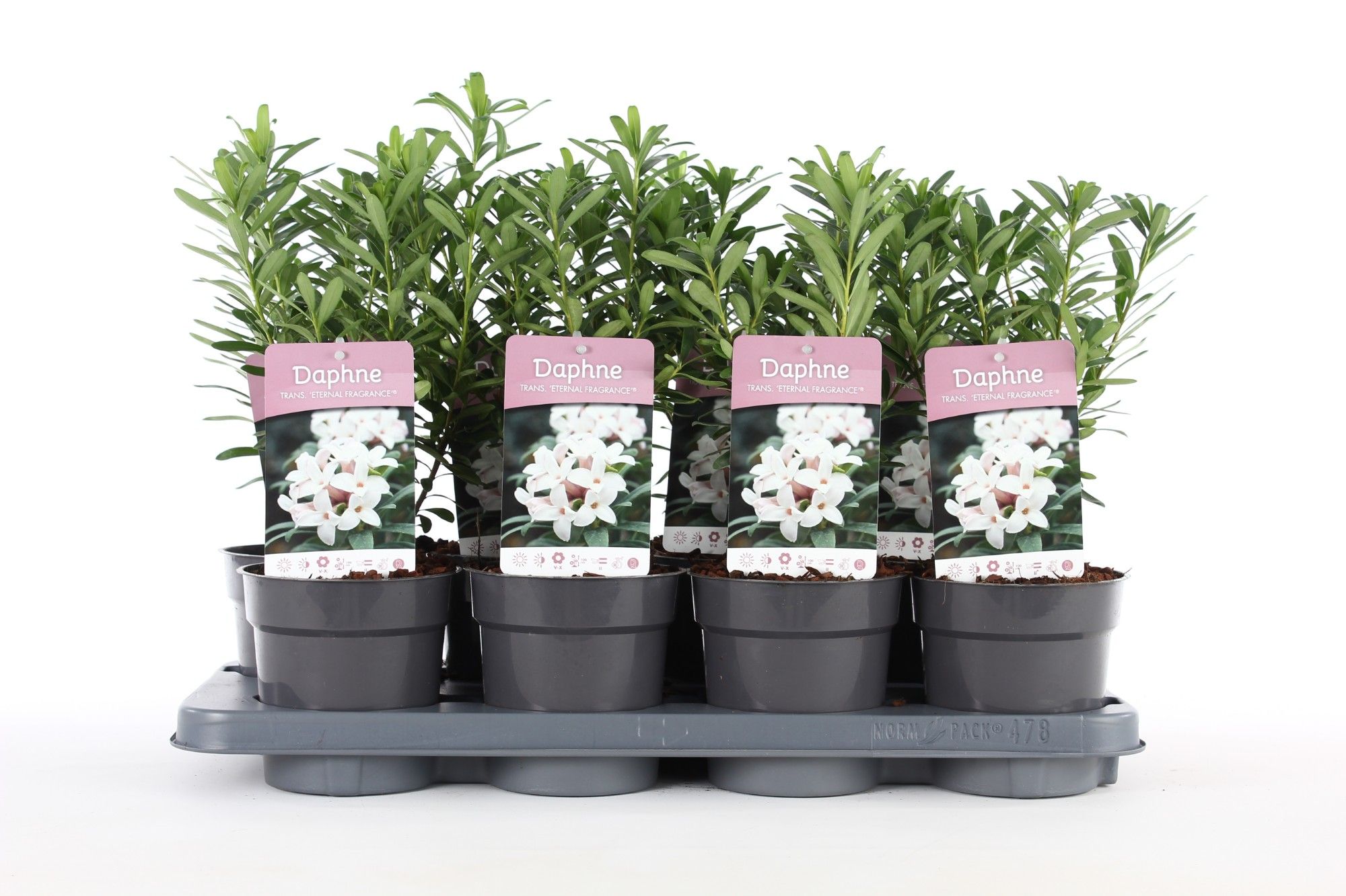 Daphne tr. 'Eternal Fragrance'® P13, D 13