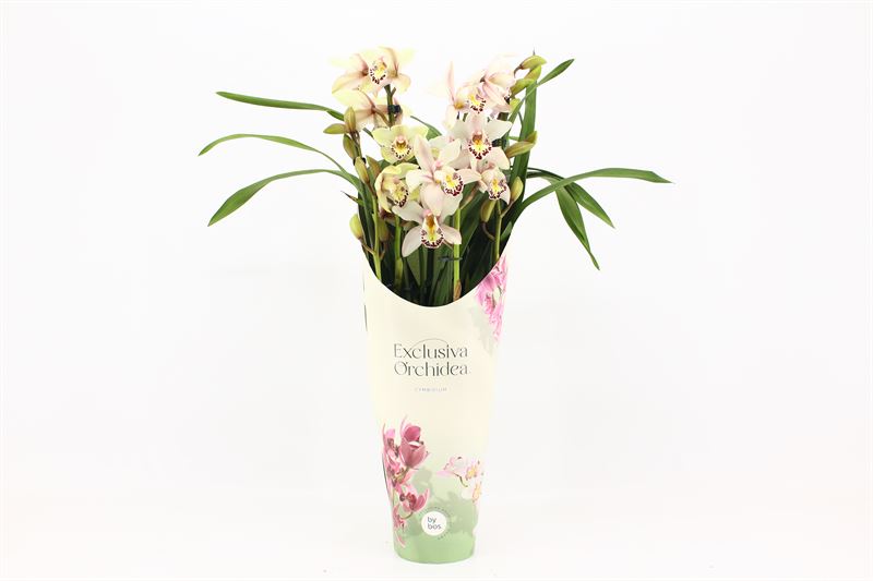 Potcover p14 exclusiva orchidea Cymbidium p14 Little Stef 4T, D 14 cm
