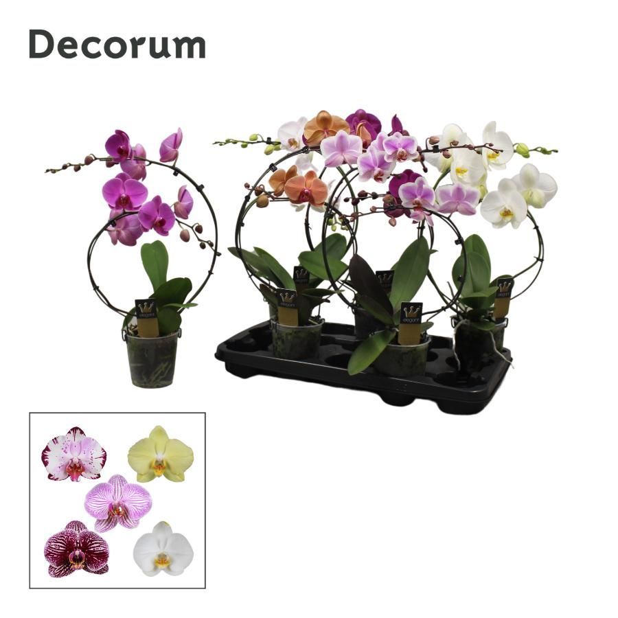 Phalaenopsis 2 tak, Decorum Rainbow Mix, D 12 cm