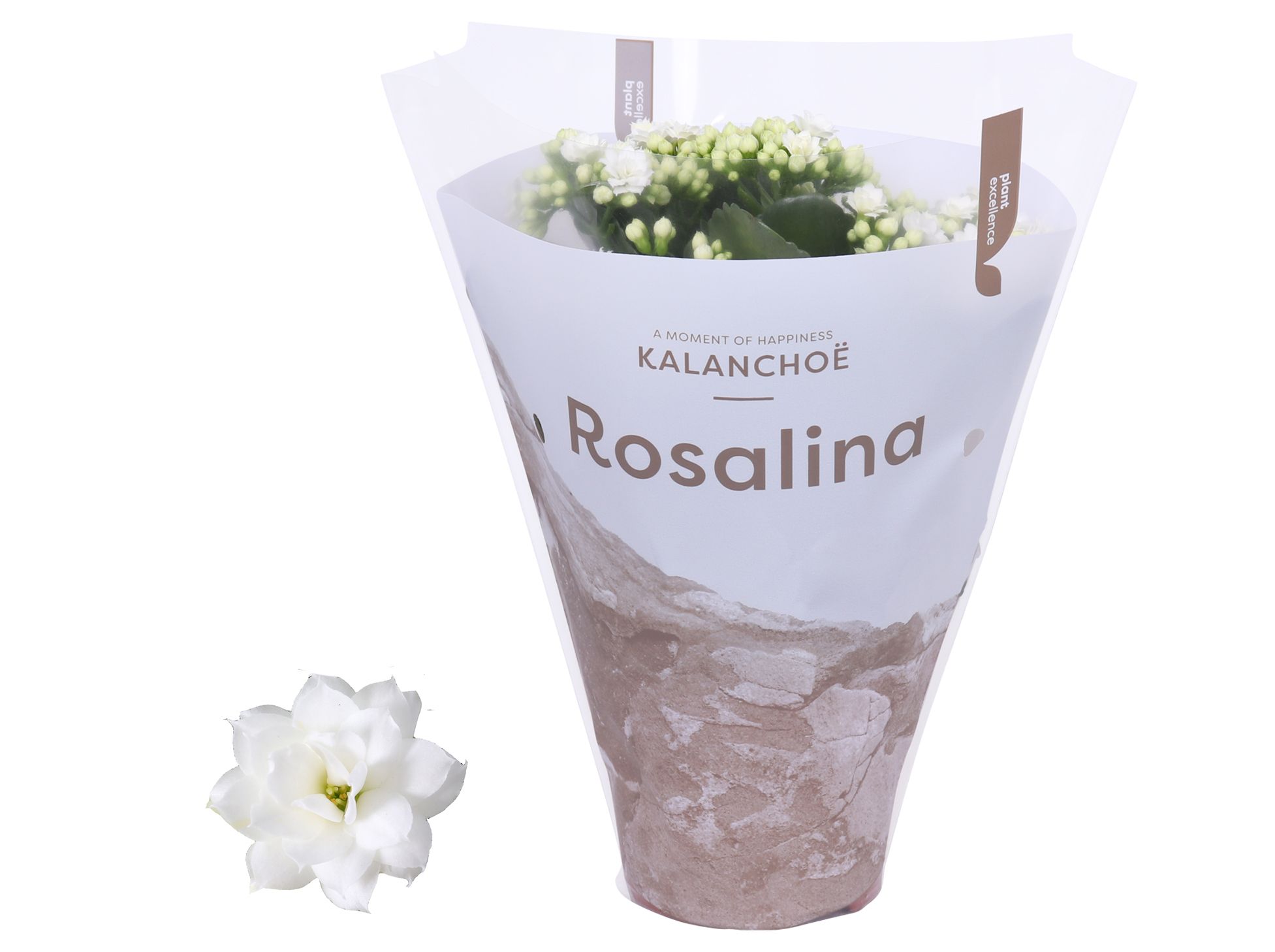 Kalanchoe Rosalina 12cm TST Don Dione, Witte hoes, D 12