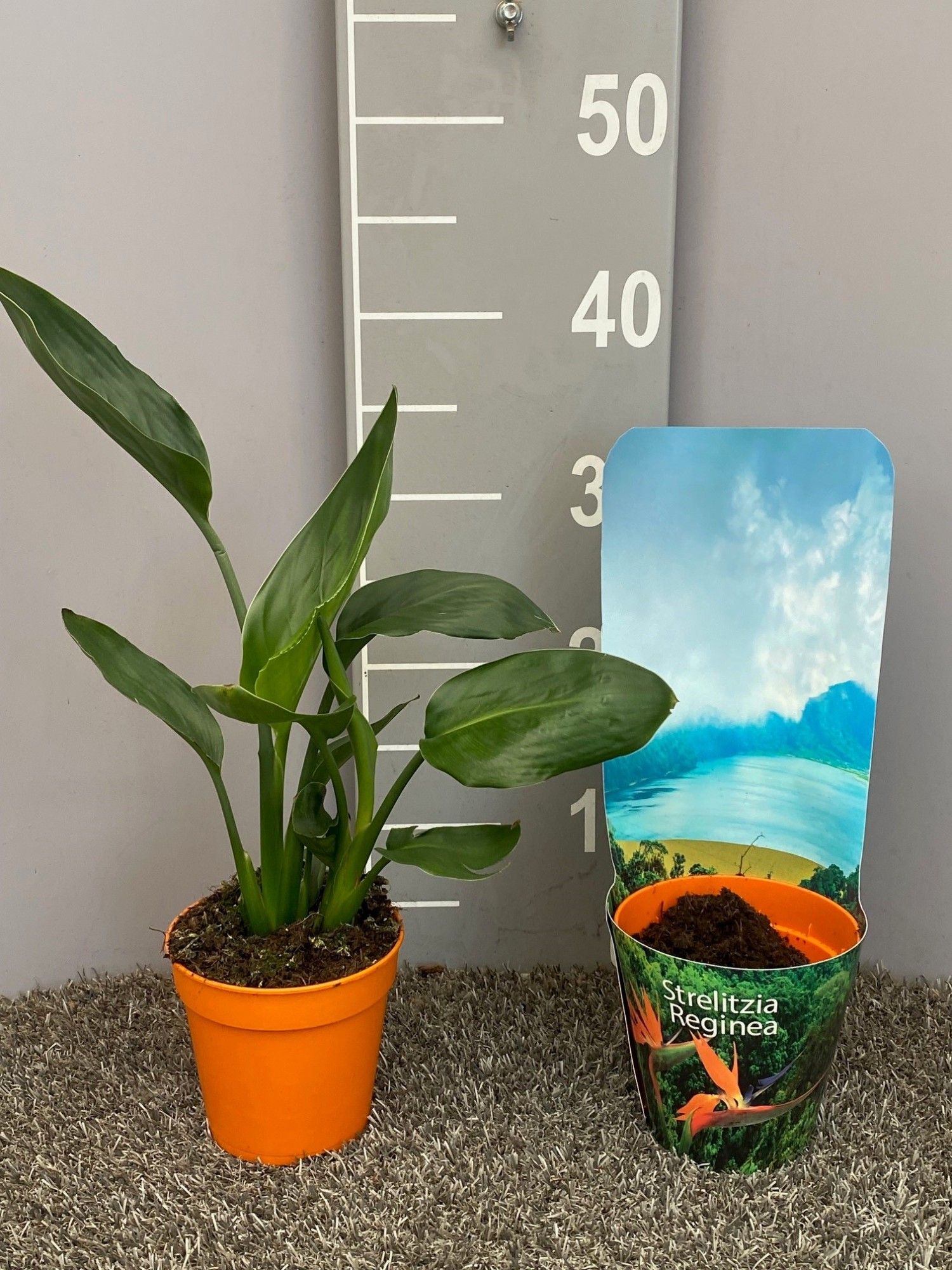 Strelitzia reginae p13 potcover, D 13