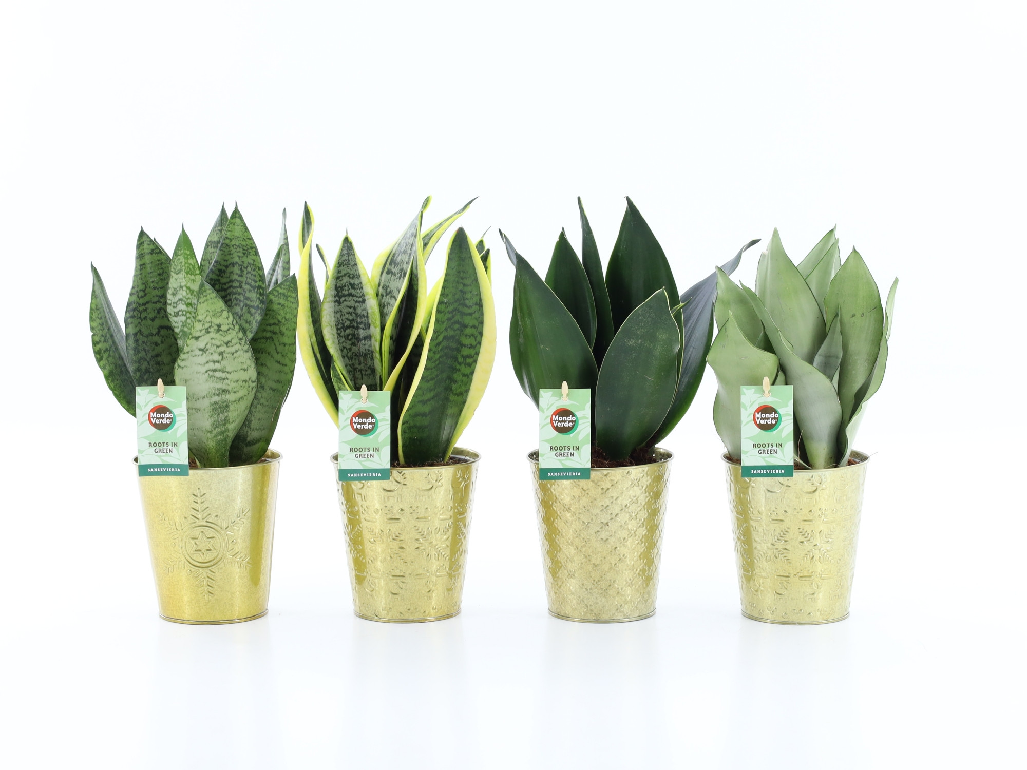 Sansevieria Mix 4 soorten in Golden Christmas, D 13