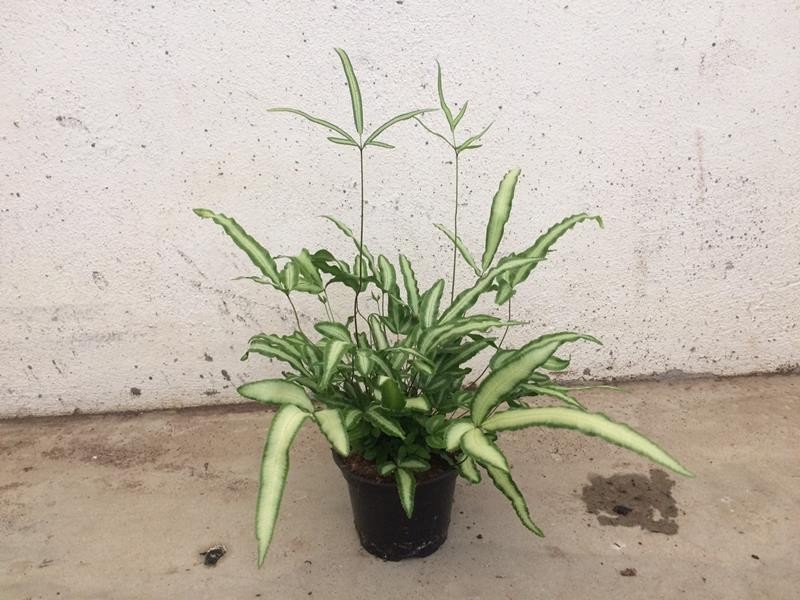 PTERIS CRETICA 'ALBO LINEATA', D 12 cm