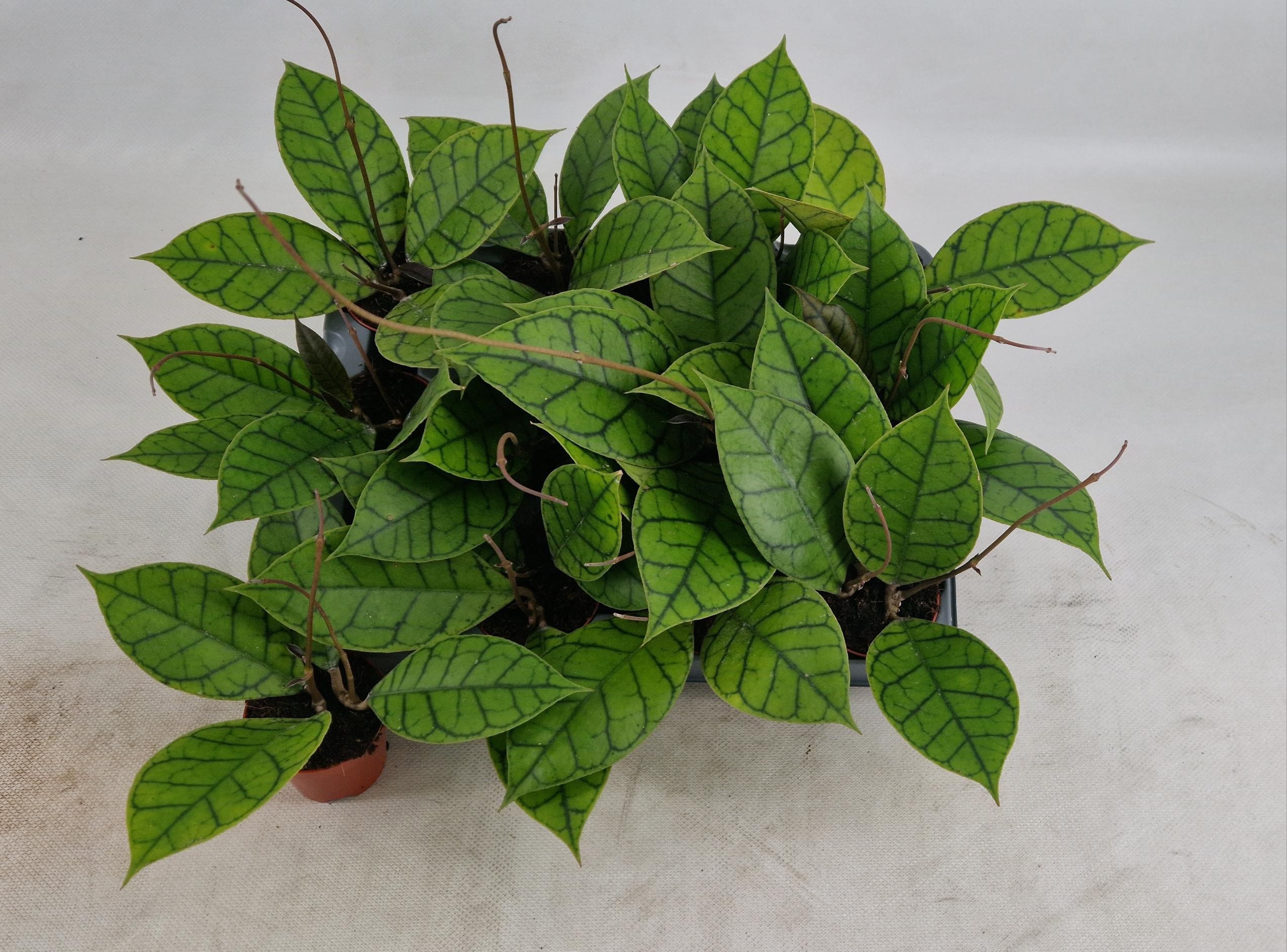 Hoya Callistophylla KAL 16, D 6 cm Hoya Callistophylla KAL 16, D 6 cm
