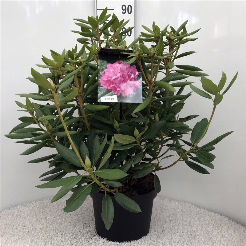 Rhodo. 'Roseum Elegans' pink, D 29 cm