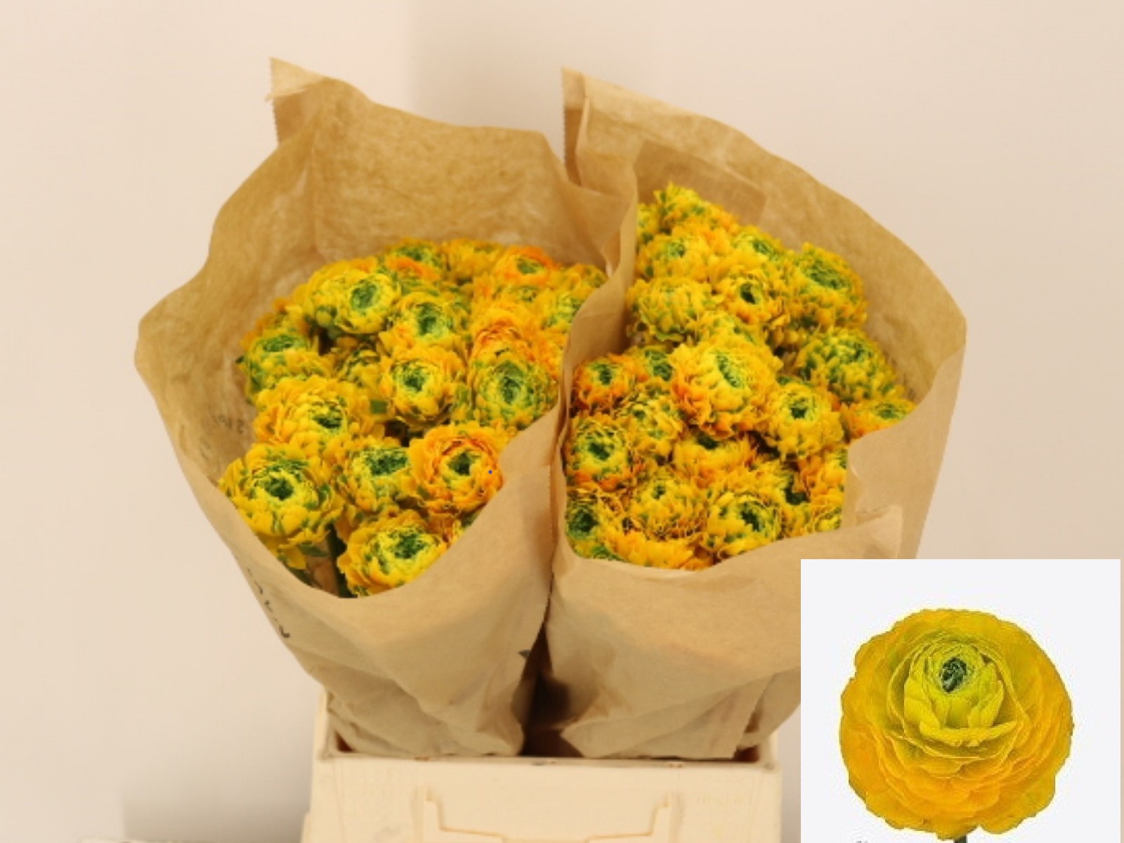 Ранункулус Пон Пон Луна 40 (оранжево-зел.), шт.