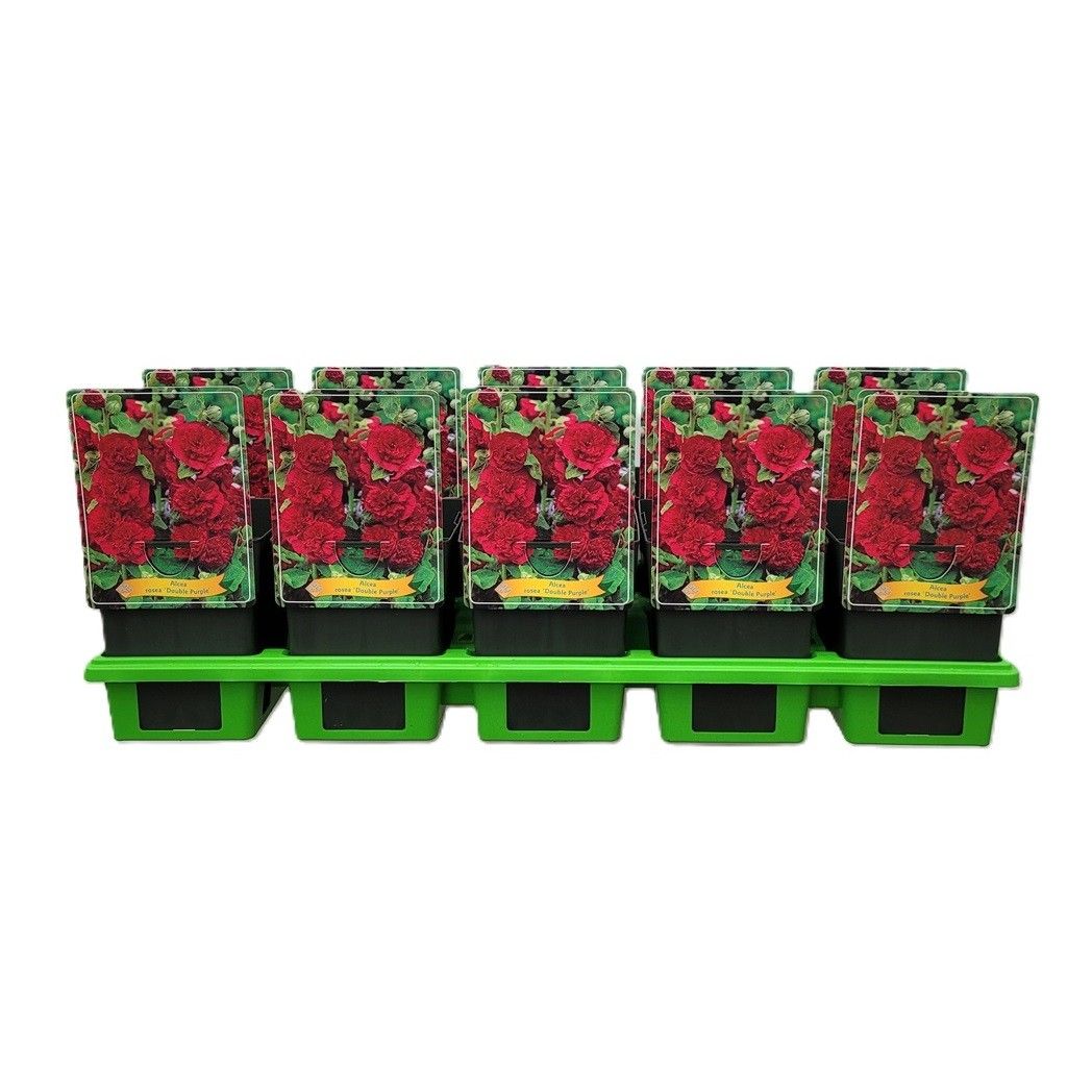 Alcea rosea 'Double Purple' P11, D 11 cm