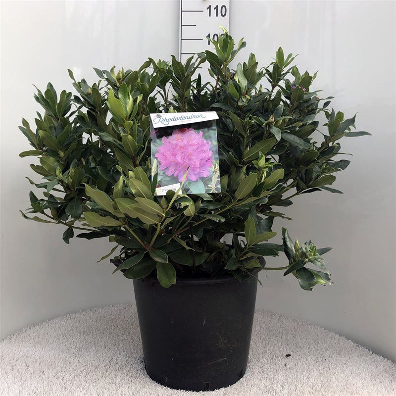 Rhodo. ponticum blue, D 40