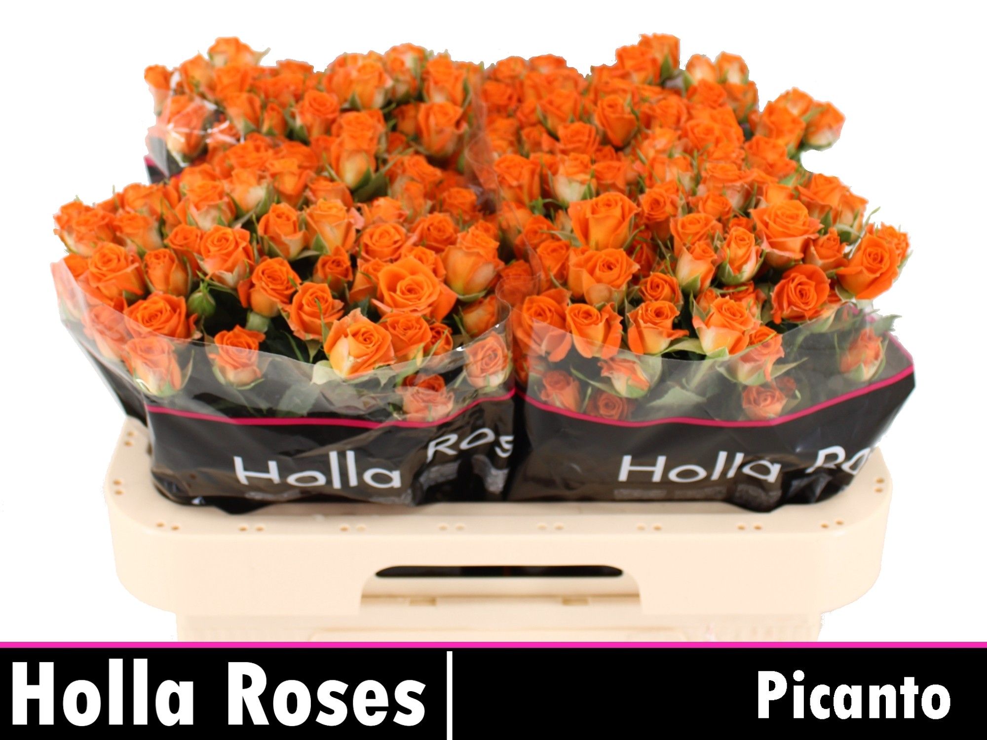 Роза куст. Пиканто 60, шт.