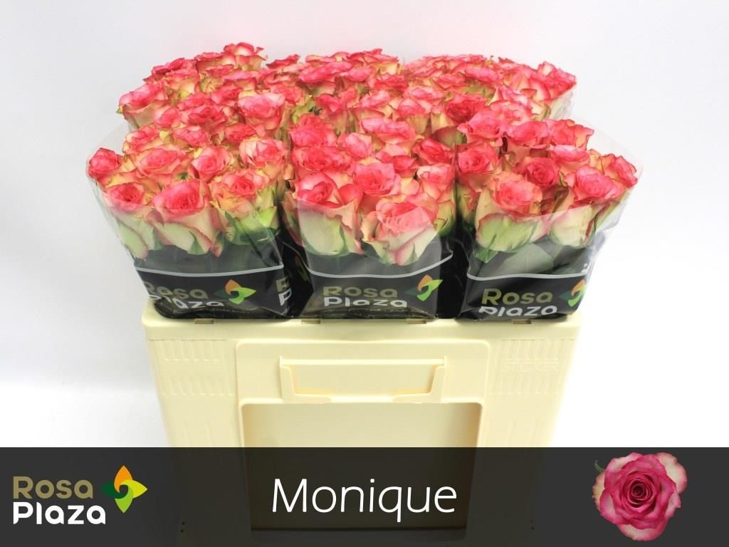 Роза од. Моник 50, шт.