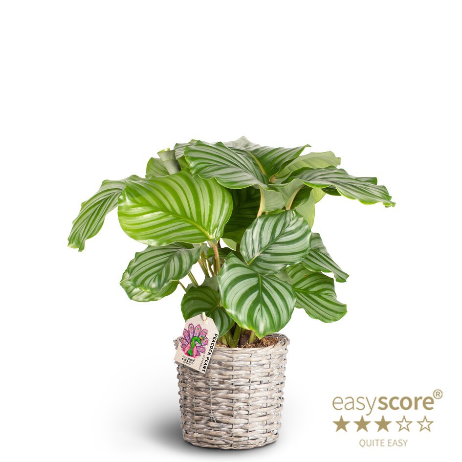 Basket, Calathea orbifolia, D 19