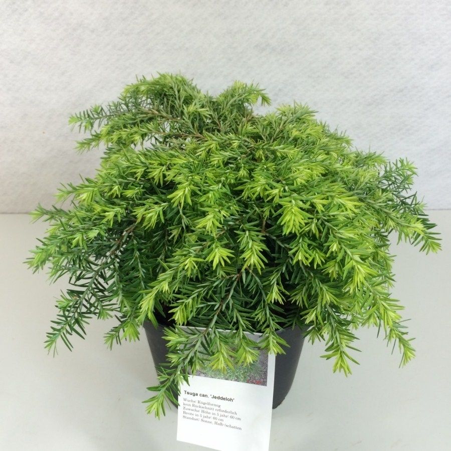Tsuga canadensis 'Jeddeloh', D 19