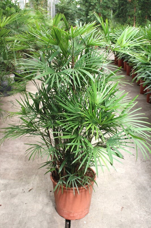 Rhapis Humilis, D 30