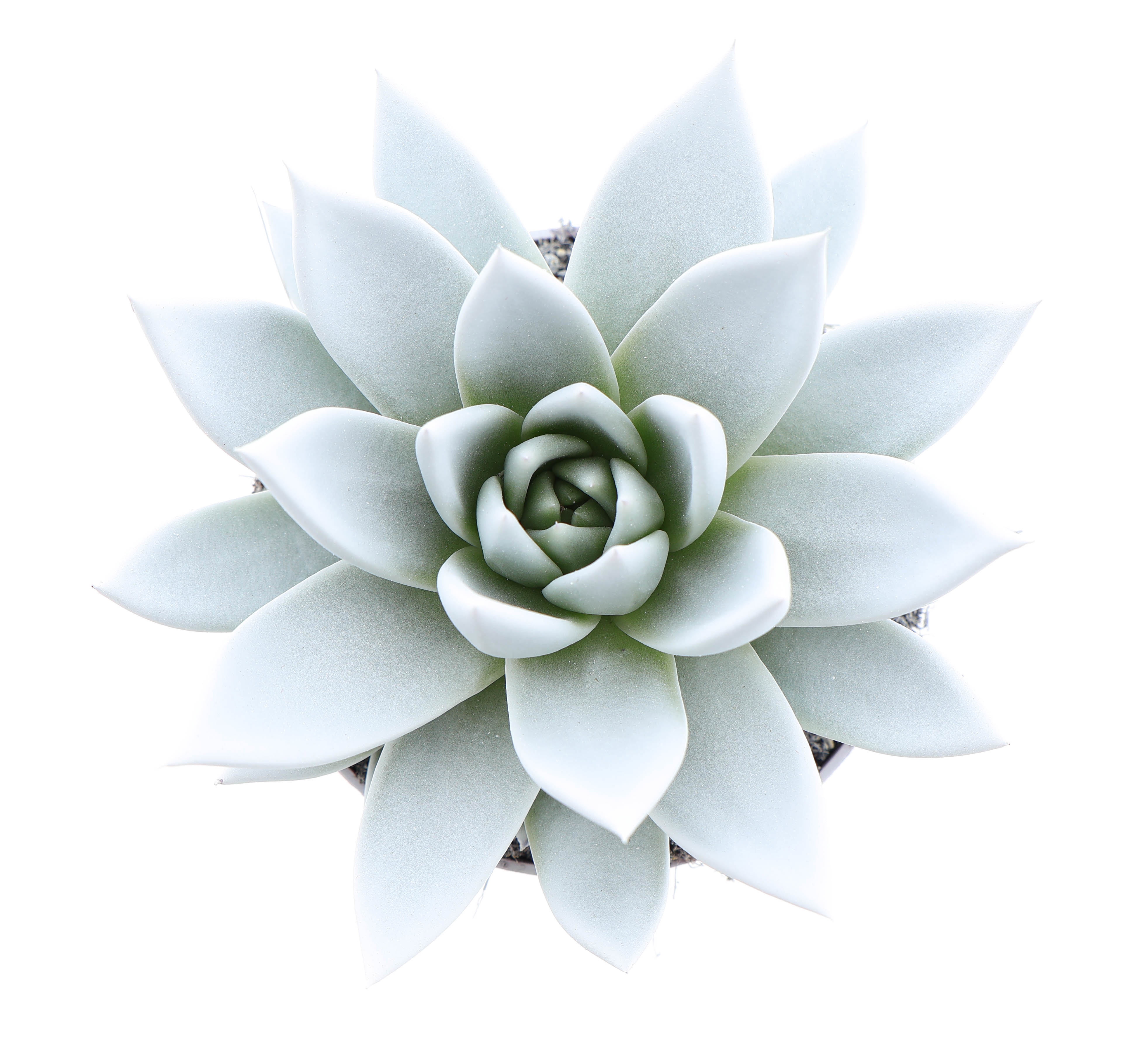 Rainbow white, D 10,5