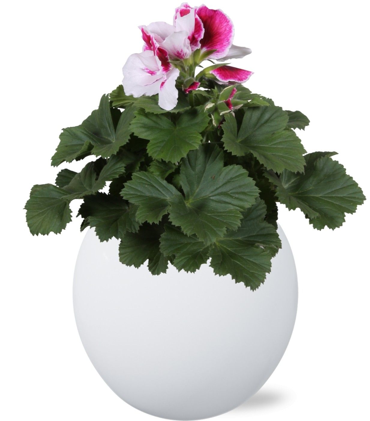 Pelargonium Grandiflorum in Wit 'Lisa' keramiek, D 12