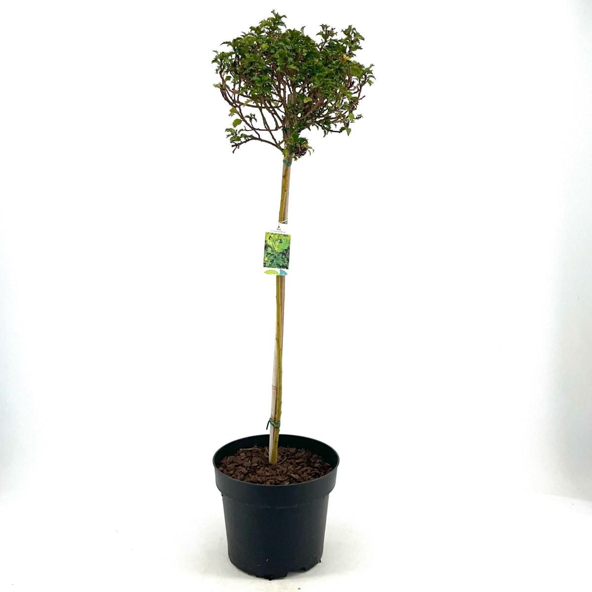 Ilex meserv. Little Rascal, bol, D 28