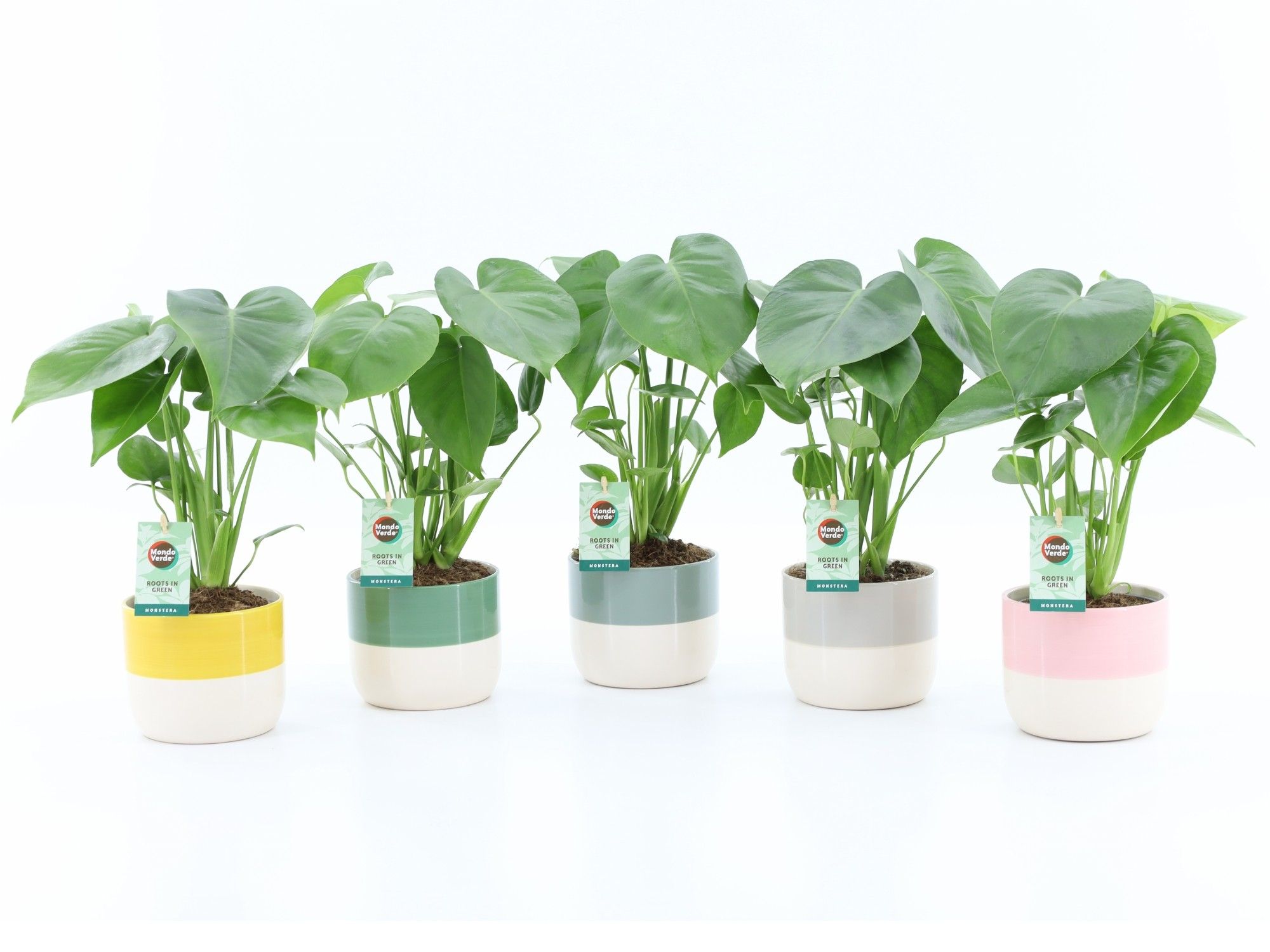 Monstera deliciosa in Two Tone keramiek, D 13