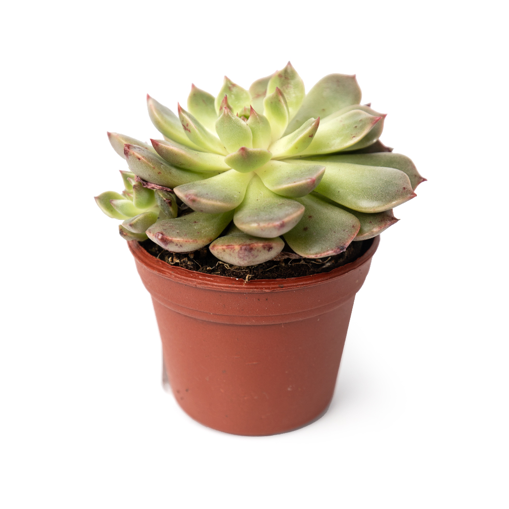 Эхеверия микс 6 8 (предзаказ)