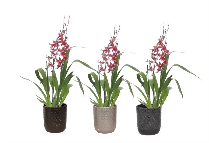 Vera p12 symmetric mix Cambria Barrocco Red 3-4T18+, D 12