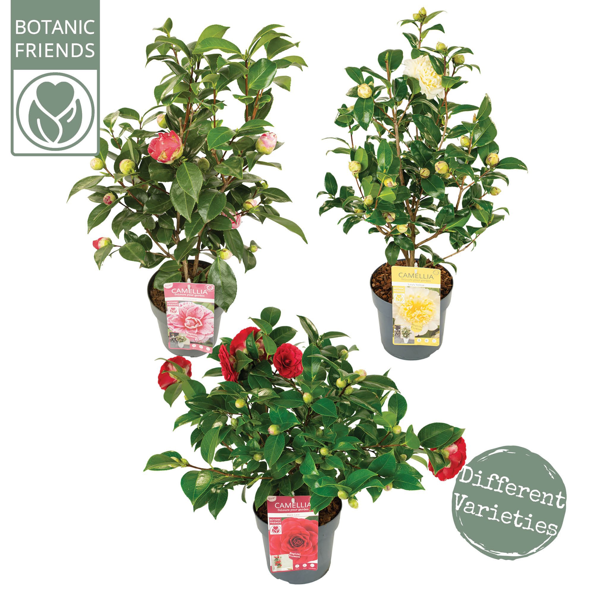 Camellia jap. Diverse mix, D 19