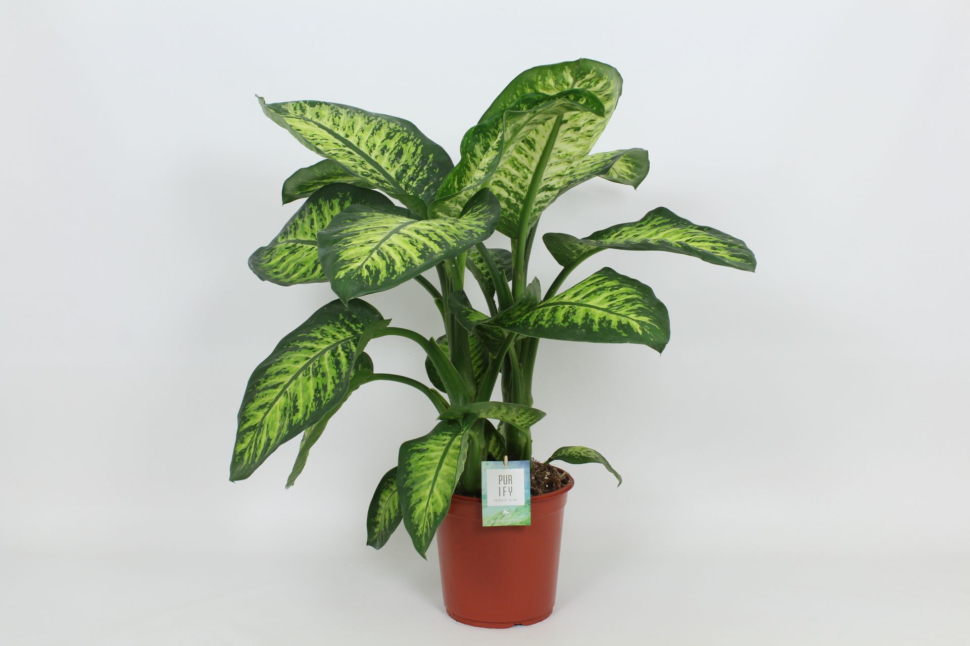 Purify Dieffenbachia Lemon Tropic 24 cm, D 24