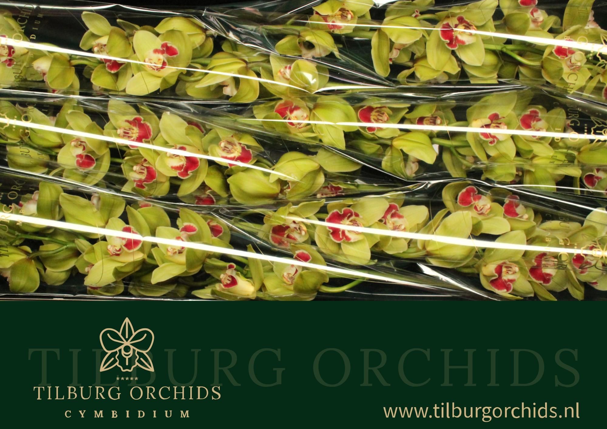 Цимбидиум Фиона x6 80, шт.