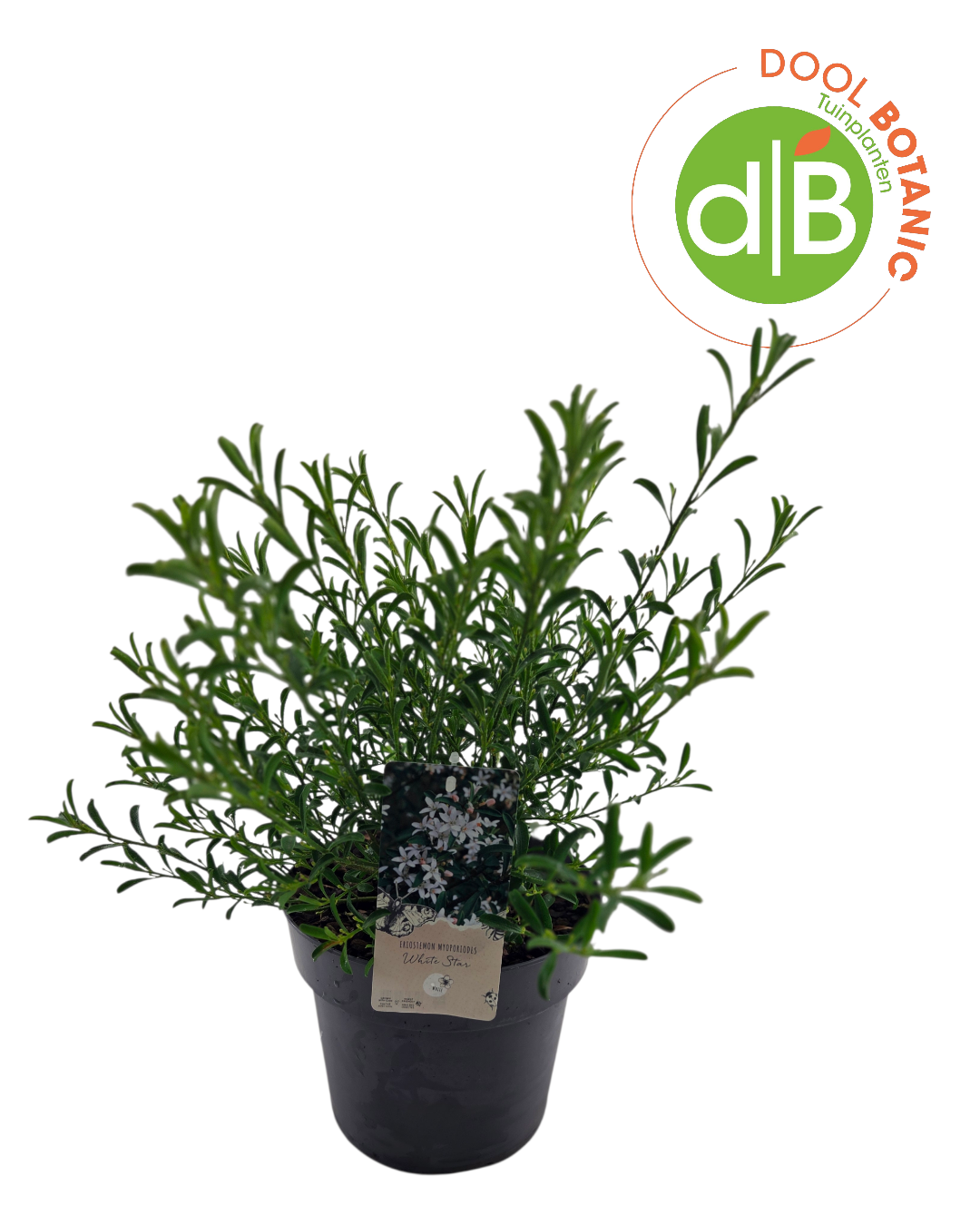 Eriostemon 'White Star' C7, D 26