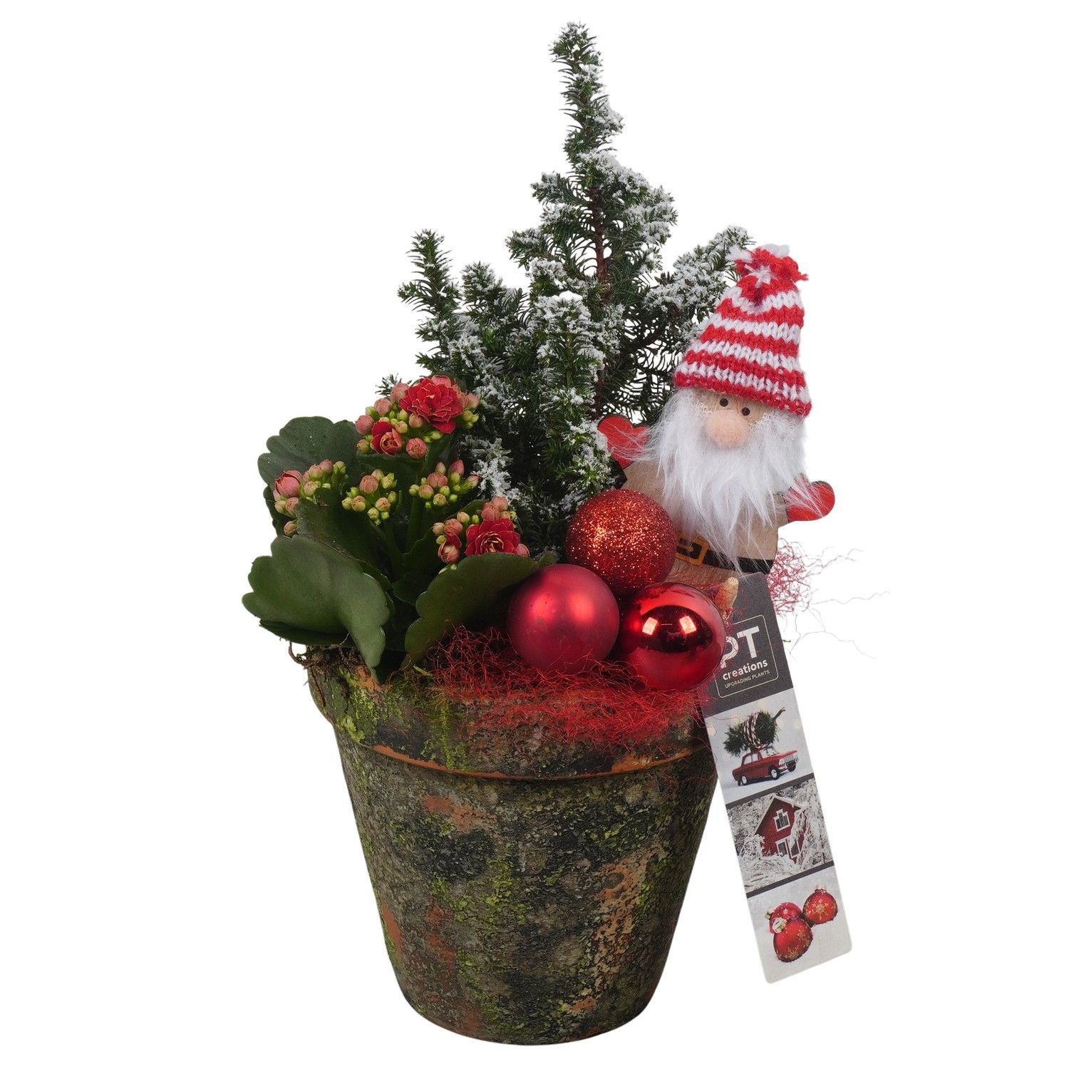 PTCHR7360 Arrangement Christmas Red in terracotta pot, D 13 cm