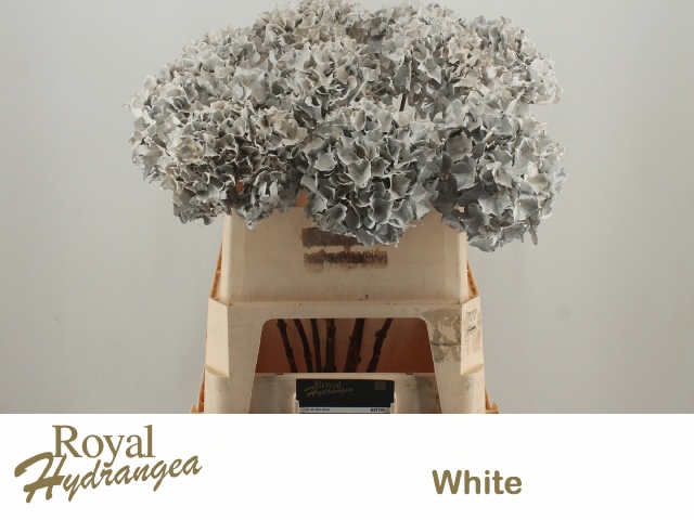 Гортензия Овериг Крашеная (краш. ) 60, шт.