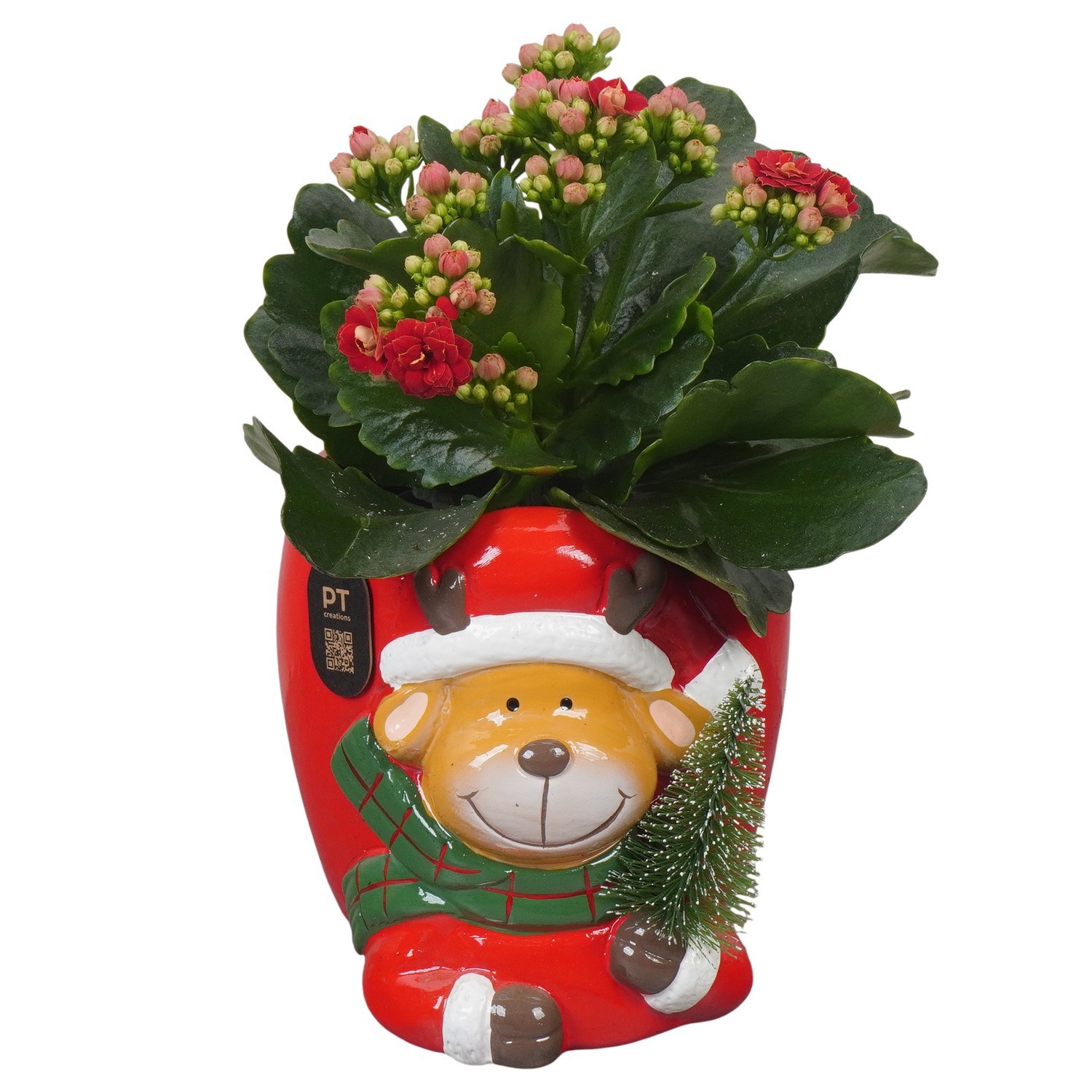 PTCHR9610 Arrangement Christmas Red in keramiek pot, D 13