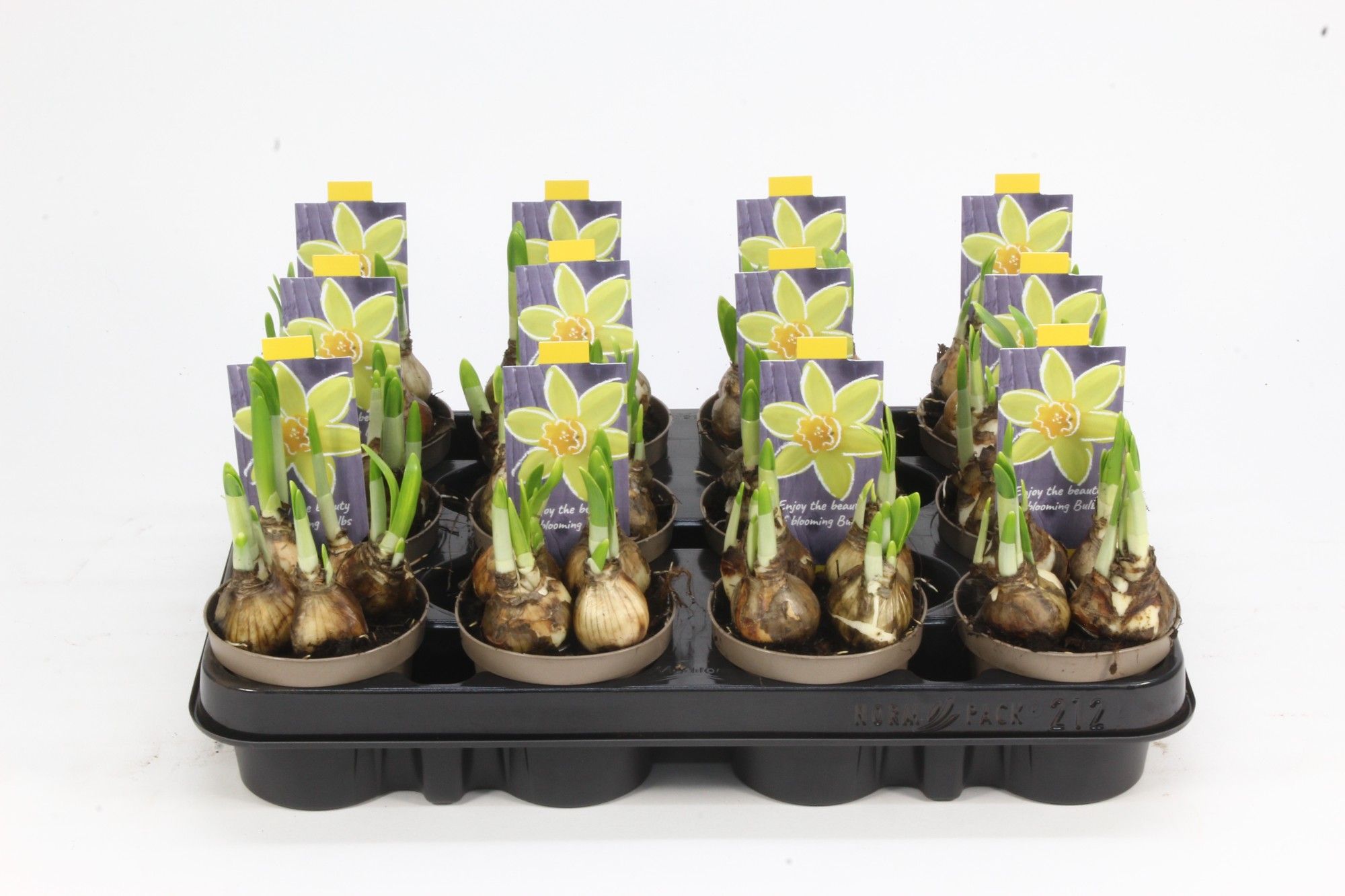 NARCIS TETE A TETE 09, D 9