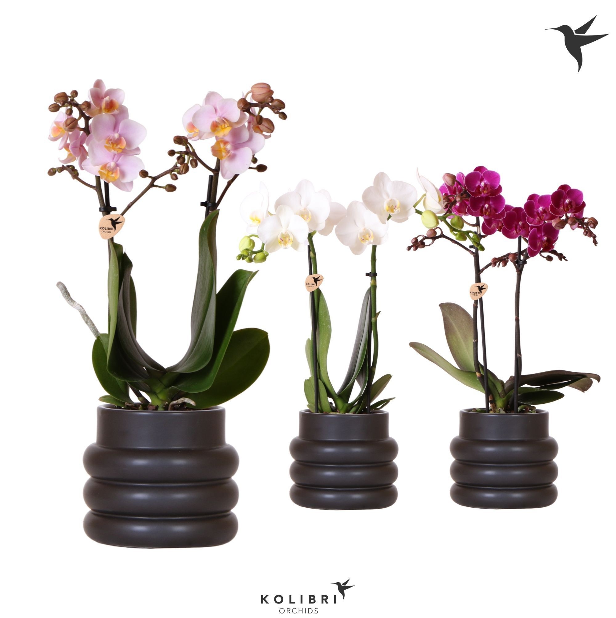 Kolibri Orchids Phalaenopsis mix 2 spike in Bubble pot black, D 9