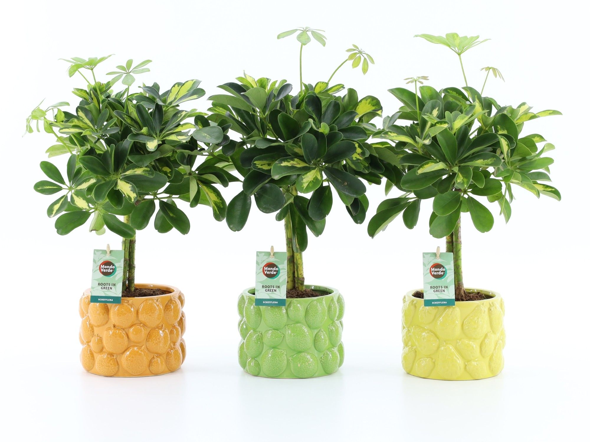 Schefflera Gold Capella in Dolce Frutta, D 15