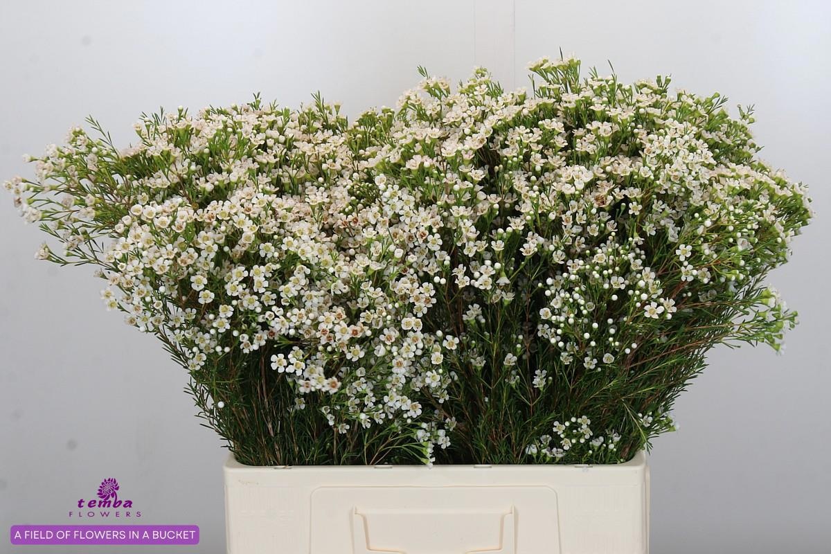 Шамелациум Перл Баттонс 60, шт.