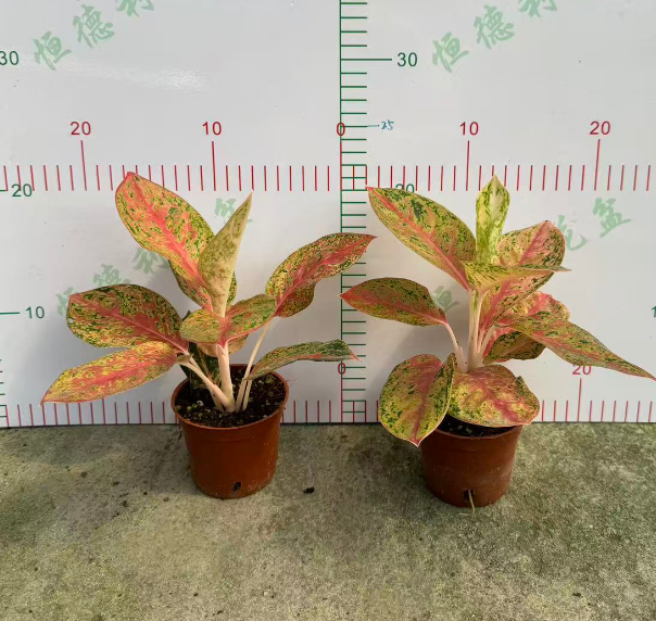 Аглаонема файерворкс 9 20