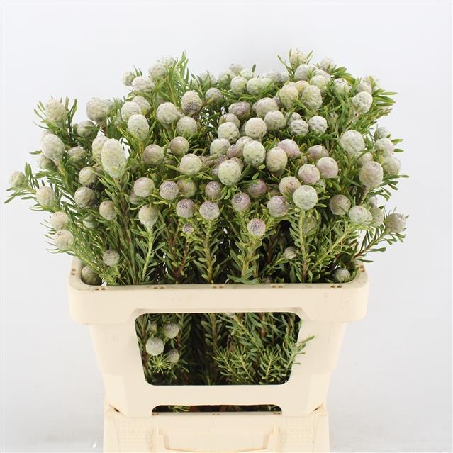 Леукадендрон Джейд Перл Спрей 50, шт.