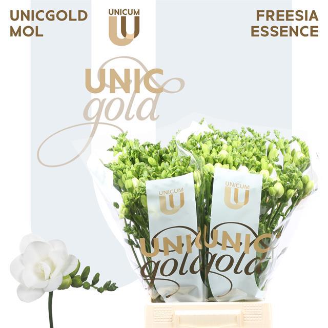 Фрезия дв. Эссенс 50 (бел.), шт.