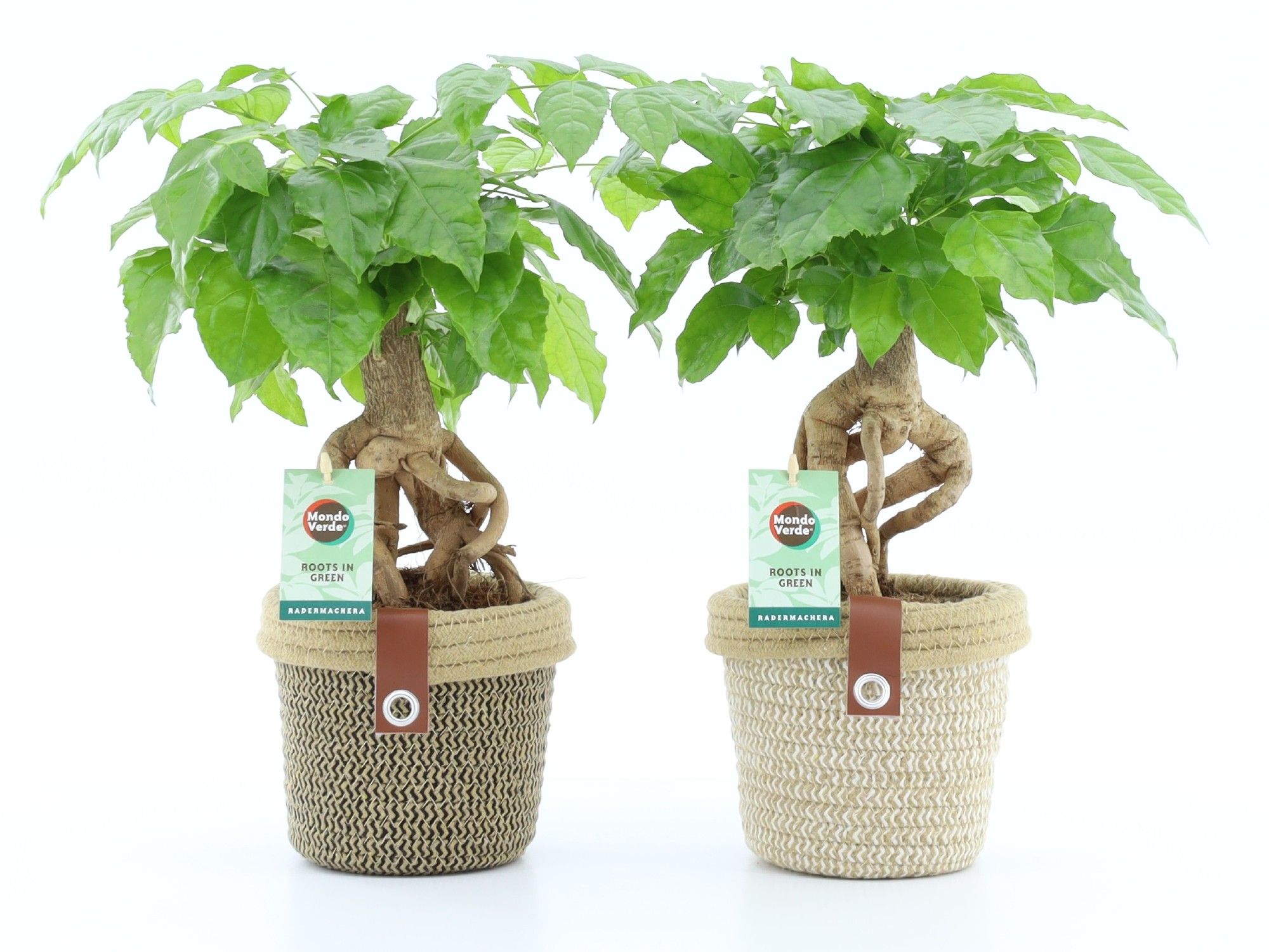 Radermachera Bonsai in Noah Deluxe, D 14 cm Radermachera Bonsai in Noah Deluxe, D 14 cm