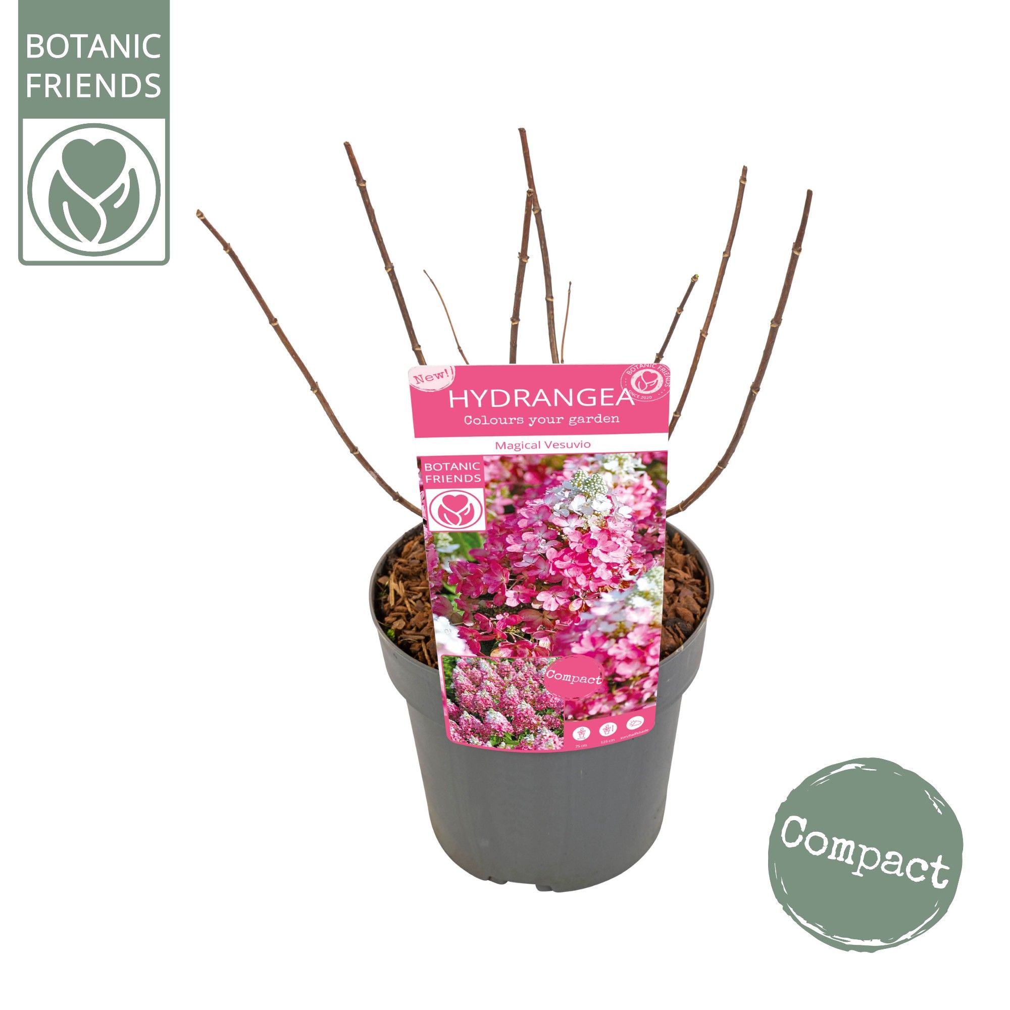 Hydrangea pan. 'Magical Vesuvio'®, D 19