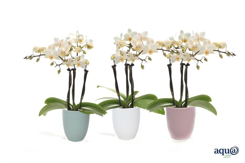 Hugo p06 mix hotel Phal Tiny Dolls white 3T18+ Aqu@, D 6