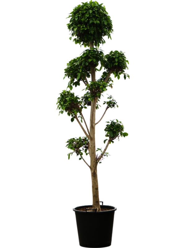 Ficus microcarpa 'Nitida', D 50