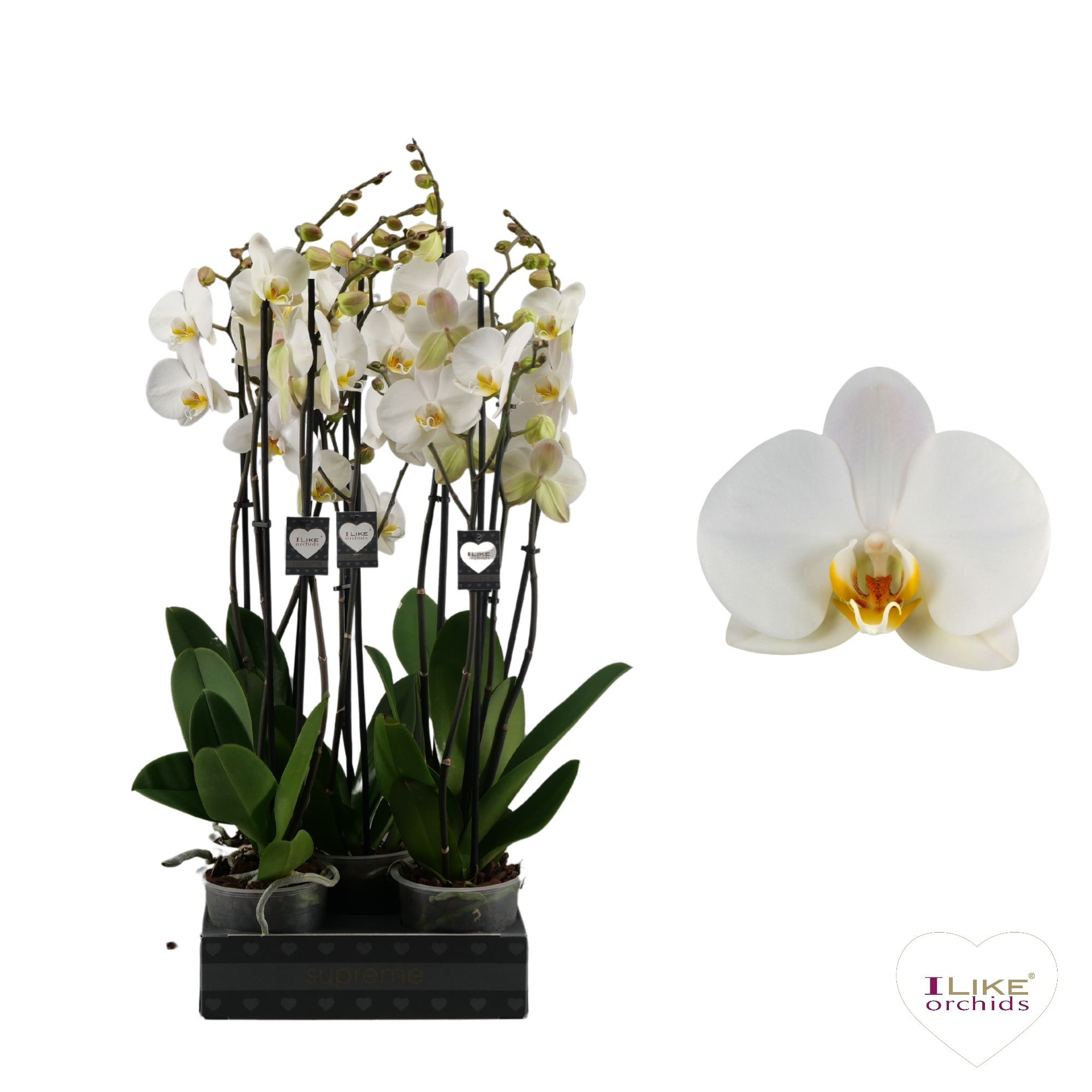 Phalaenopsis London - 2 tak 70cm, D 12 cm