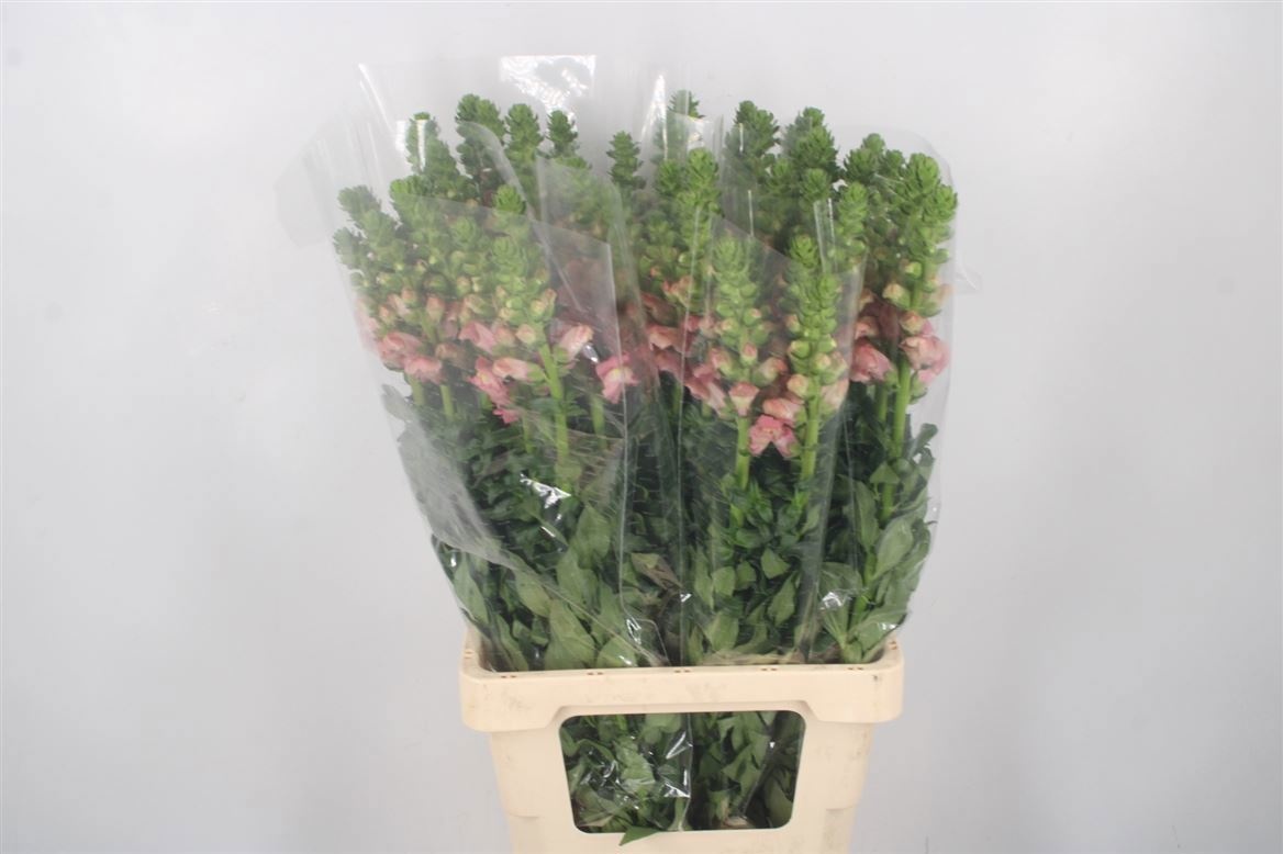 Антирринум Потомак Черри Роуз (роз.), шт.