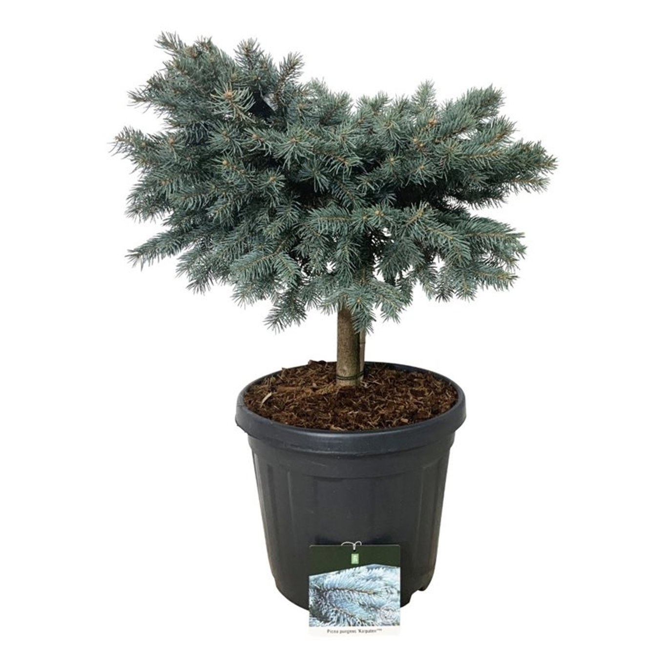 Picea pung. 'Karpaten' -R-, D 40