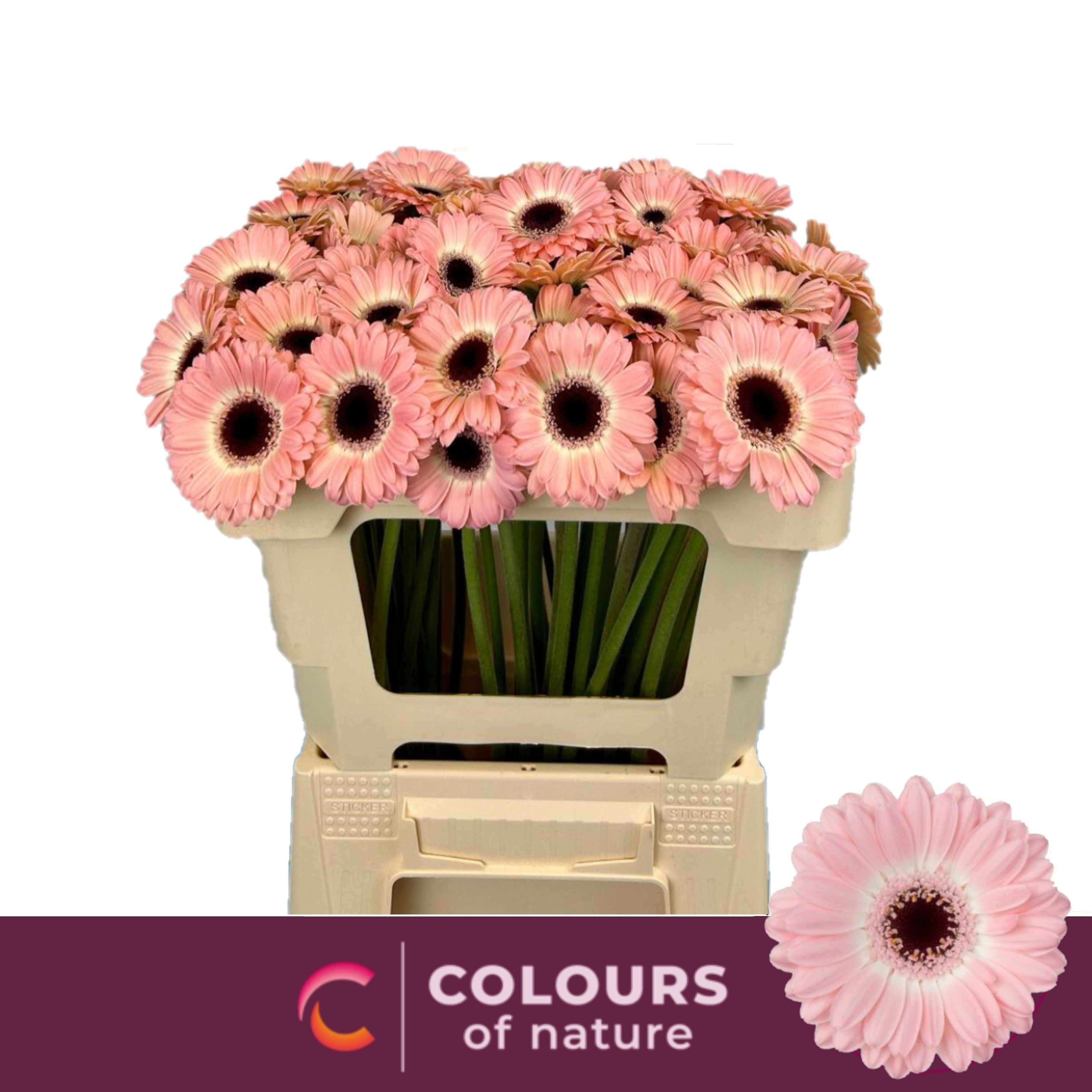 Гермини Диксон, шт.