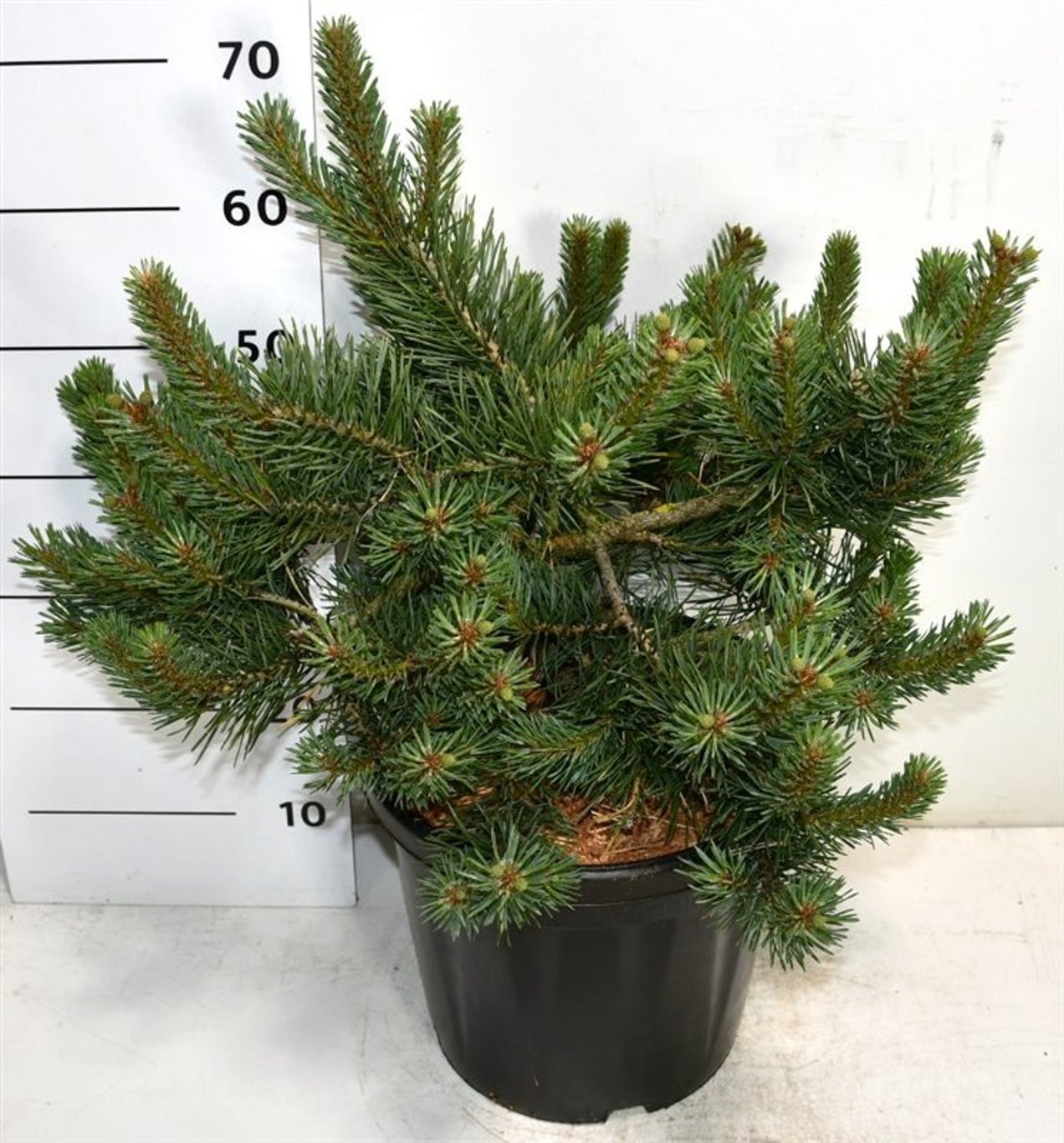Pinus sylv. 'Albyns', D 38 cm